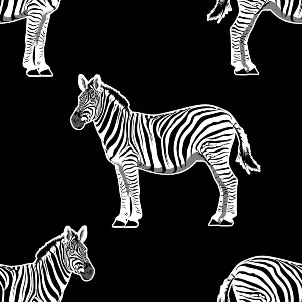 Zebra grafiksel tekrarlı desen çizimi. Kusursuz hayvan grafik tasarımı.