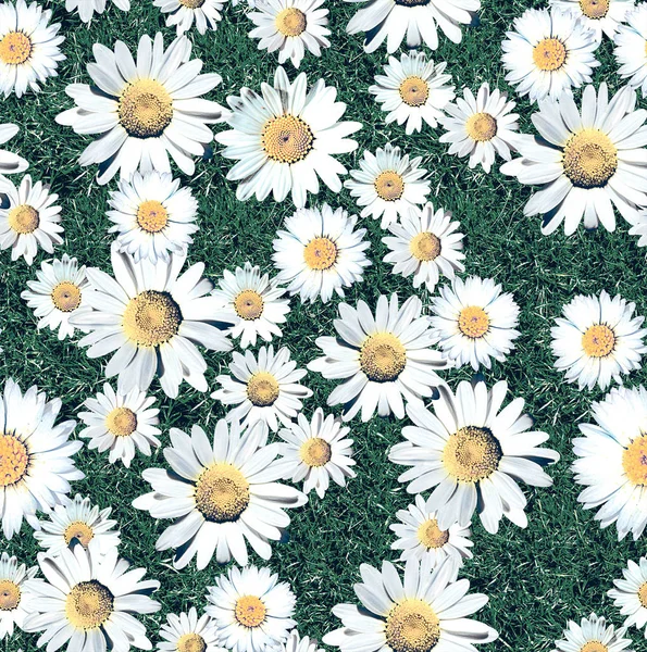 Descrizione Dell Immaginedaisy Blossom Seamless Pattern Grass Prato Sfondo Naturale — Foto Stock
