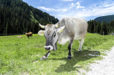 Alp gri ineği. Yazın dağ manzarası, İtalyan Dolomitleri. Alpler, Dolomitler, Trentino Alto Adige, Val Venegia.