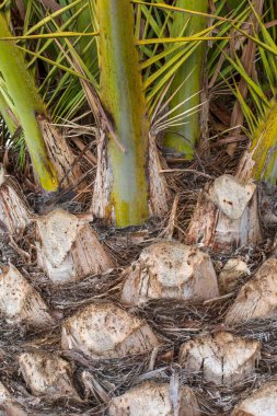 Avuç içi dokusu. Palmiye ağacının arka planındaki üst gövde deseni. Palmiye ağacı kabuğu dokusu.