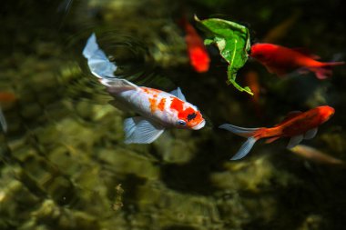 Japon balığı. Koi balığı. Japon Koi Sazanı Koi Gölü 'nde