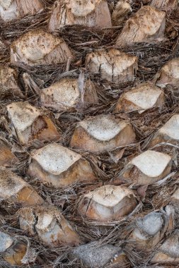 Avuç içi dokusu. Palmiye ağacının arka planındaki üst gövde deseni. Palmiye ağacı kabuğu dokusu.