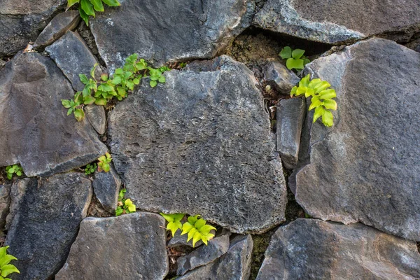 Stone texture. Stone tile textured wall. Seamless texture stone wall. Seamless background. Puerto De La Cruz, volcanic stone wall.