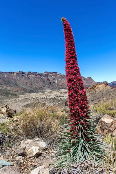 Tajinaste çiçeği Echium Wildpretii Tenerife adasındaki Teide Ulusal Parkı 'nda yetişiyor.