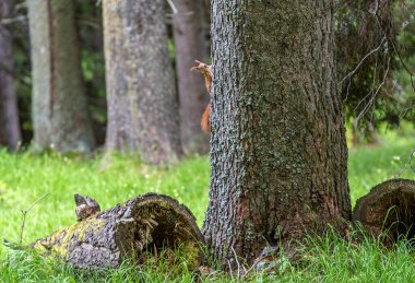 Ağaç gövdesinin arkasından gözetleyen meraklı kırmızı sincap. Kızıl sincap. Trentino Alto Adige, İtalya.