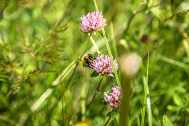 Vahşi arı dağ çiçeklerinden bal toplar. Vahşi bir çiçekten polen toplayan bir arı, Alpler, Dolomitler, Trentino Alto Adige.