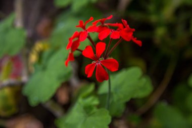 Lyon 'daki botanik bahçesi. Botanik bahçesinde egzotik çiçekler.