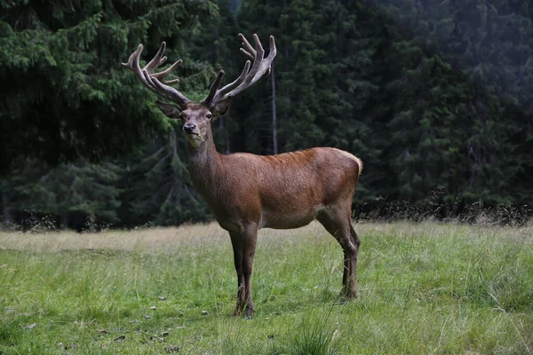 Vildhjortsvensexa som står lugnt på ängen. Man, röd hjort. Gammal kronhjort Stag. — Stockfoto