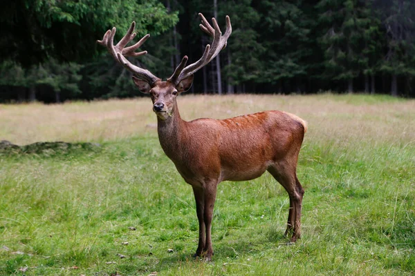 Vildhjortsvensexa som står lugnt på ängen. Man, röd hjort. Gammal kronhjort Stag. — Stockfoto