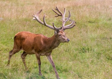 Vahşi geyik geyiği sakince çayırda duruyor. Erkek Kırmızı Geyik. Olgun Kırmızı Geyik Geyiği.
