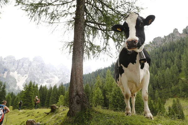 Trentino Alto Adige 'de açık ve güneşli bir günde çimenli bir tarlada beyaz ve siyah inekler. benekli inek