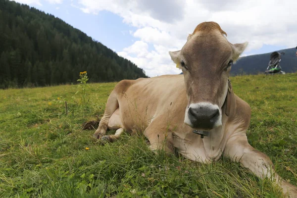 Alp gri ineği. Dolomitler bölgesinde boynuzlu beyaz inek. Alp ineği. Gri güzel bir ineğin portresi
