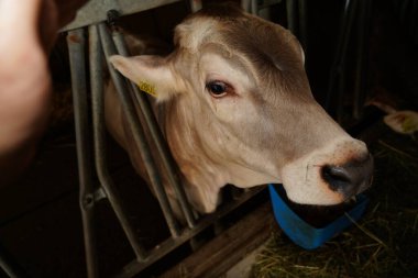 Süt İneği Çiftliğinde kahverengi inekler. Çiftlikteki inekler