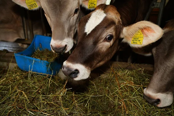 Dairy Cow Farm 'daki gri ve kahverengi inekler. Çiftlikteki inekler