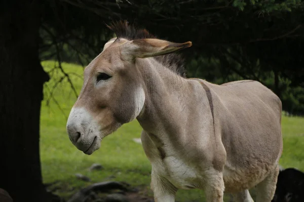 Donkey in the pasture. Donkey in a nature reserve. Farm animal in pasture. Farm animal, countryside, domestic mule. — Stock Photo, Image