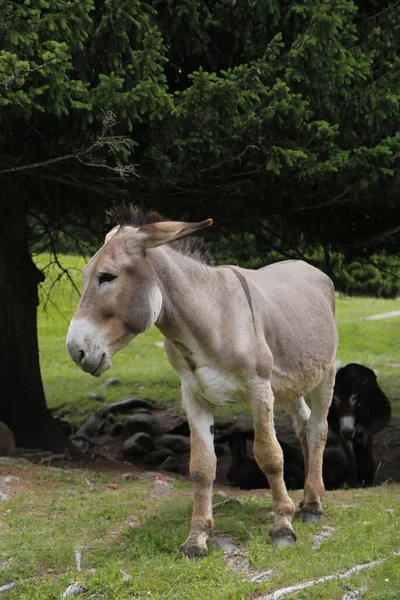 donkey in the pasture. Donkey in a nature reserve. Farm animal in pasture. Farm animal, countryside, domestic mule.