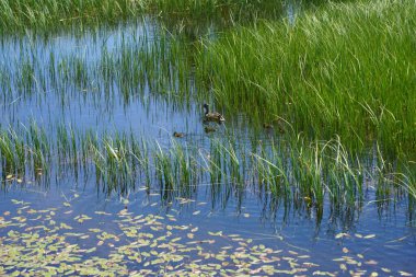 Göl dokusu. Lavabo girişinde göl var..