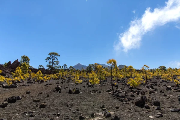 Deserto em Tenerife. Paisagem lunar no parque nacional de Tenerife Paisagem montanhosa vulcânica, Parque Nacional Teide, Ilhas Canárias, Espanha.Caminhadas nas montanhas e deserto — Fotografia de Stock