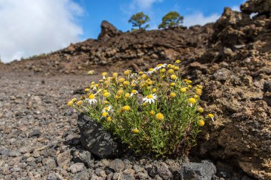 Tenerife 'de çöl. Tenerife Ulusal Parkı 'ndaki ay manzarası. Volkanik dağ manzarası, Teide Ulusal Parkı, Kanarya Adaları, İspanya. Dağlarda ve çölde yürüyüş.