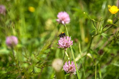 Vahşi arı dağ çiçeklerinden bal toplar. Vahşi bir çiçekten polen toplayan bir arı, Alpler, Dolomitler, Trentino Alto Adige.