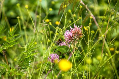 Vahşi arı dağ çiçeklerinden bal toplar. Vahşi bir çiçekten polen toplayan bir arı, Alpler, Dolomitler, Trentino Alto Adige.