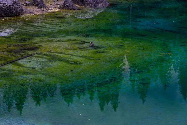 Picos pitorescos de montanhas Dolomitas em reflexão de lagoa cristalina cercada por floresta de coníferas. Lago de Caresse, na Itália. Local cénico e destino turístico famoso. Natureza primitiva — Fotografia de Stock