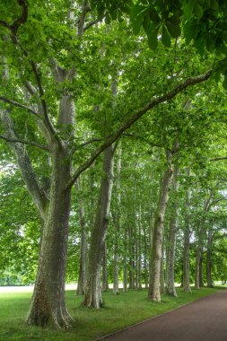 Fransa, Lyon 'da bahçe gezisi ya da Parc de la Tete dOr. Altın Kafa 'nın Tresor adını verdiği bahçe. Lyon, Fransa 'daki Altın Kafa Parkı.