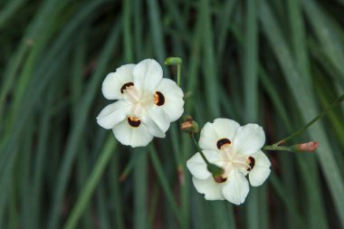 Lyon 'daki botanik bahçesi. Botanik bahçesinde egzotik çiçekler.