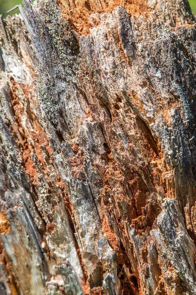 Wood texture. Bark of tree. Texture of the bark of a tree. Old bark texture.