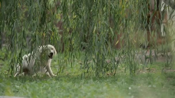 Golden Retriever Feláll Fut Hívás Tulajdonos — Stock videók