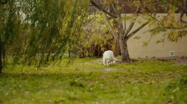 Beyaz köpek söğüt dallarında koşuyor. Yaz. Sonbahar. Golden Retriever bahçenin sahibine koşuyor..