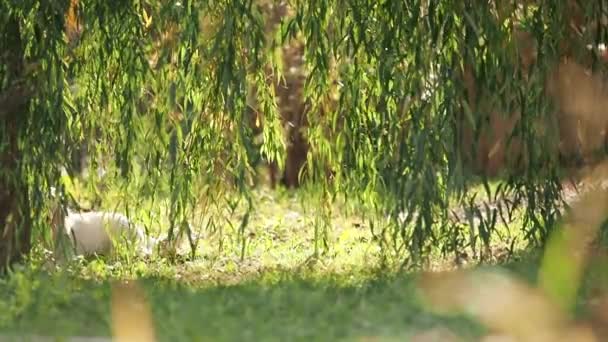 Weißer Hund Läuft Durch Weidenzweige Sommer Herbst Golden Retriever Läuft — Stockvideo