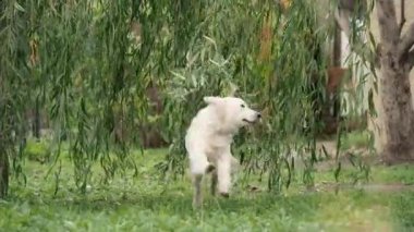 İki köpek efendilerine doğru neşeyle koşuyor. Golden Retriever ve Dachshund söğüt dallarında koşar. Sokakta yaz veya sonbaharda.