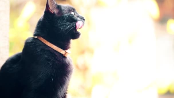 Um gato preto senta-se no alpendre no outono e lambe os lábios . — Vídeo de Stock