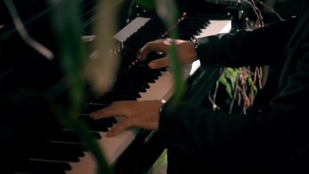 Pianisten spelar en långsam låt. I förgrunden, vita tulpaner, blommor i fokus. — Stockvideo
