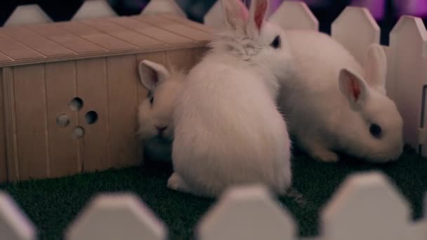 Two white rabbits sit behind a small white fence, next to their house. — Stock Video