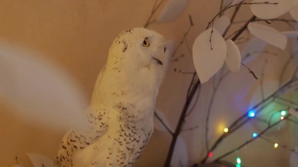 De witte polaire uil staart intens met gele ogen. Op de achtergrond een kunstmatige winterboom en een bloemenslinger. — Stockvideo