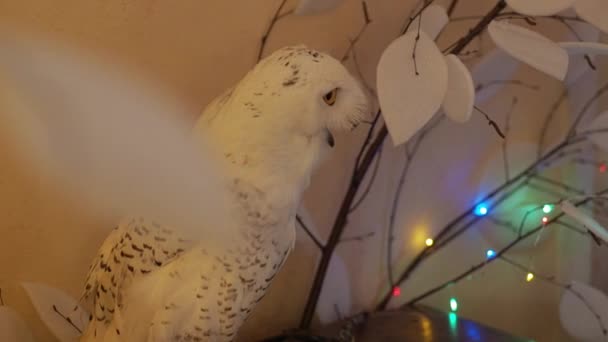 Beyaz kutup baykuşu dikkatle sarı gözlerle bakar. Arka planda yapay bir kış ağacı ve bir çelenk var.. — Stok video