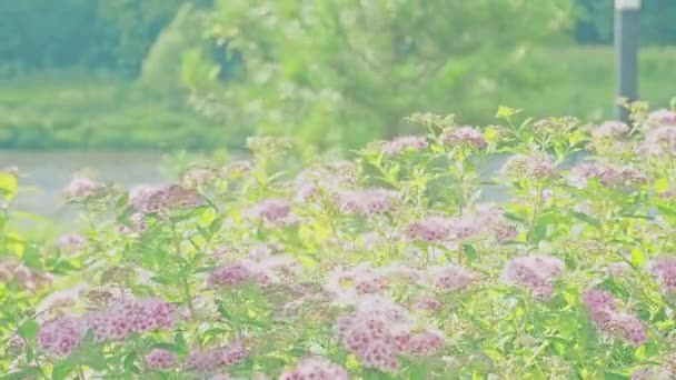 Roze bloemen wuivend in de wind onder de stralen van de felle zomerzon. — Stockvideo