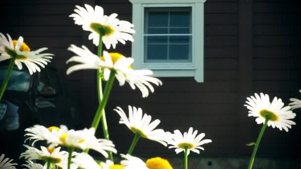 Weiße Gänseblümchen wiegen sich im Wind im Garten neben dem Haus — Stockvideo