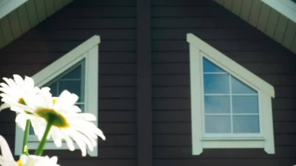 Marguerites blanches se balancent dans le vent dans le jardin près de la maison — Video