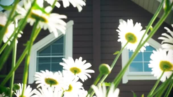 White daisies are swaying in the wind in the garden near the house — Stock Video