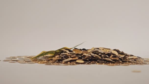 Witte handschoenen die een stapel gouden munten oprapen. Ze sorteren en verspreiden geld. Op een witte achtergrond. Garland. — Stockvideo