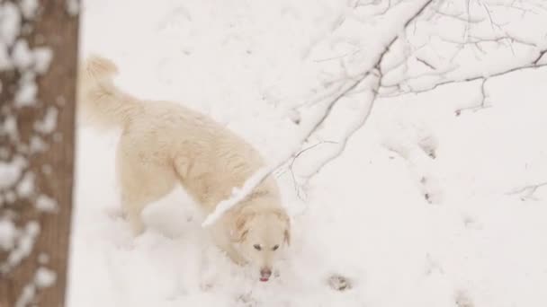 冬のおとぎ話の森の中でゴールデンレトリバーの白い犬。雪が降っている. — ストック動画