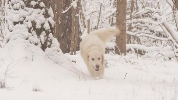 金毛猎犬的白狗在童话般的冬季森林里繁殖。 雪要下了. — 图库视频影像