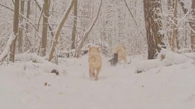 Golden Retriever 'ın beyaz köpekleri kış peri masalı ormanında ürerler. Kar yağıyor..