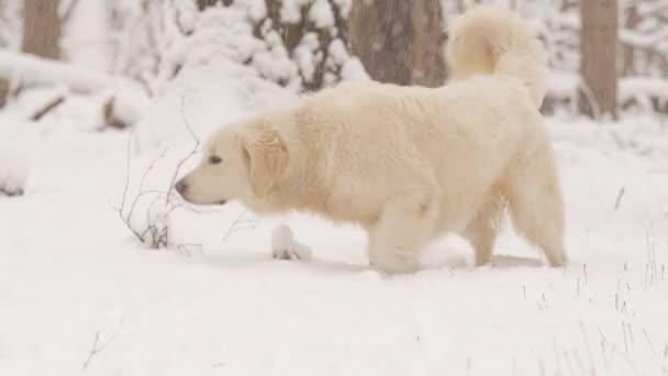 I cani bianchi della razza Golden Retriever nella foresta di fiaba invernale. La neve sta cadendo . — Video Stock