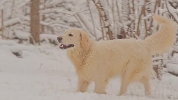 Golden Retriever 'ın beyaz köpekleri kış peri masalı ormanında ürerler. Kar yağıyor.. — Stok video