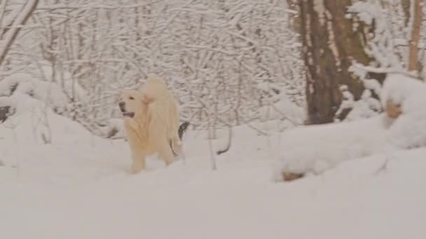 冬のおとぎ話の森の中でゴールデンレトリバーの白い犬。雪が降っている. — ストック動画