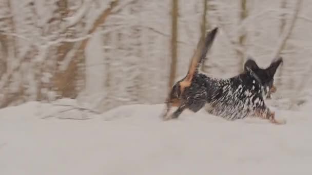 冬のおとぎ話の森の中でゴールデンレトリバーの白い犬。雪が降っている. — ストック動画